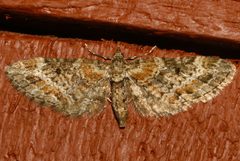 Eupithecia rotundopuncta 01 by CBG Photography Group, Centre for Biodiversity Genomics. Used under a CC0 license.