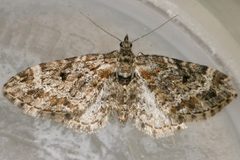 Eupithecia rotundopuncta 02 by CBG Photography Group, Centre for Biodiversity Genomics. Used under a CC0 license.