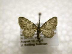Eupithecia russeliata by James Sullivan, Research Collection of J. B. Sullivan. Used under a Public domain license.