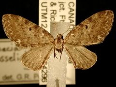 Eupithecia russeliata1 by Jeremy deWaard, University of British Columbia. Used under a CC BY 3.0 license.
