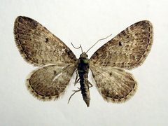 Eupithecia satyrata by M. Virtala. Used under a Copyrighted free use license.