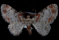 Eupithecia spermaphaga by Jeremy deWaard, University of British Columbia. Used under a CC BY 3.0 license.