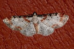 Eupithecia spermaphaga 01 by CBG Photography Group, Centre for Biodiversity Genomics. Used under a CC0 license.