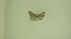 Eupithecia swettii by James Sullivan, Research Collection of J. B. Sullivan. Used under a Public domain license.