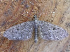 Eupithecia tripunctaria by Donald Hobern. Used under a CC BY 2.0 license.
