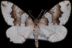 Antepirrhoe fasciata by Jeremy deWaard, University of British Columbia. Used under a CC BY 3.0 license.