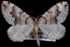 Antepirrhoe fasciata1 by Jeremy deWaard, University of British Columbia. Used under a CC BY 3.0 license.