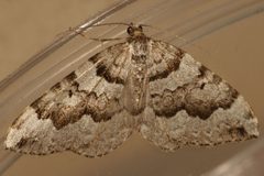 Antepirrhoe fasciata2 by CBG Photography Group, Centre for Biodiversity Genomics. Used under a CC0 license.