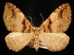 Anticlea vasiliata by Jeremy deWaard, University of British Columbia. Used under a CC BY 3.0 license.