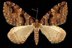 Anticlea vasiliata 01 by CBG Photography Group, Centre for Biodiversity Genomics. Used under a CC0 license.
