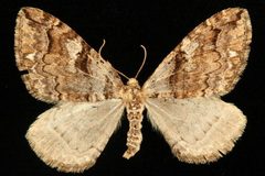 Anticlea vasiliata 03 by CBG Photography Group, Centre for Biodiversity Genomics. Used under a CC0 license.