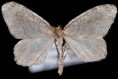 Ceratodalia gueneata1 by Jeremy deWaard, University of British Columbia. Used under a CC BY 3.0 license.