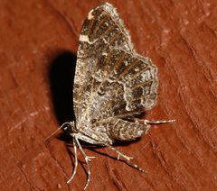 Ceratodalia gueneata 02 by CBG Photography Group, Centre for Biodiversity Genomics. Used under a CC0 license.