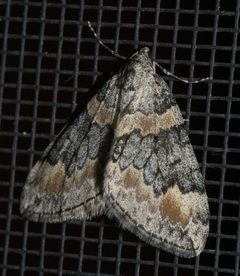 Dysstroma brunneata P1230942a by 
xpda. Used under a CC BY-SA 4.0 license.