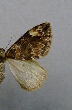 Dysstroma citrata by Dumi. Used under a CC BY-SA 3.0 license.