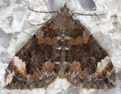 Dysstroma citrata-o by Magne Flåten. Used under a CC BY-SA 3.0 license.