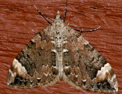 Dysstroma citrata 02 by CBG Photography Group, Centre for Biodiversity Genomics. Used under a CC0 license.
