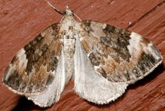 Dysstroma citrata 03 by CBG Photography Group, Centre for Biodiversity Genomics. Used under a CC0 license.