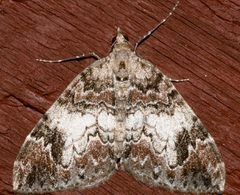 Dysstroma citrata 04 by CBG Photography Group, Centre for Biodiversity Genomics. Used under a CC0 license.