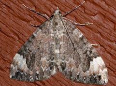 Dysstroma citrata 05 by CBG Photography Group, Centre for Biodiversity Genomics. Used under a CC0 license.