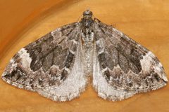 Dysstroma citrata 06 by CBG Photography Group, Centre for Biodiversity Genomics. Used under a CC0 license.