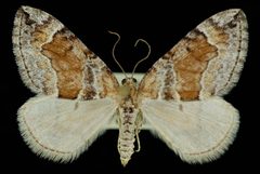 Dysstroma colvillei by Jeremy deWaard, University of British Columbia. Used under a CC BY 3.0 license.