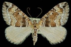 Dysstroma colvillei1 by Jeremy deWaard, University of British Columbia. Used under a CC BY 3.0 license.