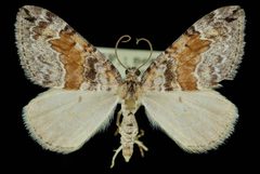 Dysstroma colvillei2 by Jeremy deWaard, University of British Columbia. Used under a CC BY 3.0 license.