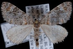 Dysstroma formosa by Jeremy deWaard, University of British Columbia. Used under a CC BY 3.0 license.