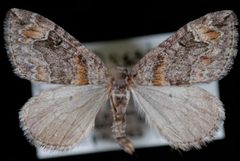 Dysstroma formosa1 by Jeremy deWaard, University of British Columbia. Used under a CC BY 3.0 license.
