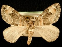Dysstroma hersiliata by Jeremy deWaard, University of British Columbia. Used under a CC BY 3.0 license.