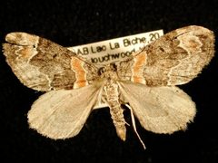 Dysstroma hersiliata1 by Jeremy deWaard, University of British Columbia. Used under a CC BY 3.0 license.