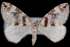 Dysstroma hersiliata2 by Jeremy deWaard, University of British Columbia. Used under a CC BY 3.0 license.
