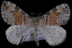 Dysstroma hersiliata3 by Jeremy deWaard, University of British Columbia. Used under a CC BY 3.0 license.