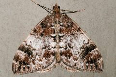 Dysstroma hewlettaria by CBG Photography Group, Centre for Biodiversity Genomics. Used under a CC0 license.