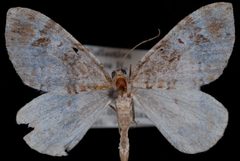 Dysstroma mancipata by Jeremy deWaard, University of British Columbia. Used under a CC BY 3.0 license.