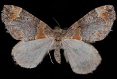 Dysstroma pseudimmanata by Jeremy deWaard, University of British Columbia. Used under a CC BY 3.0 license.