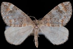 Dysstroma pseudimmanata1 by Jeremy deWaard, University of British Columbia. Used under a CC BY 3.0 license.