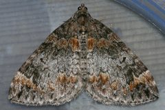 Dysstroma pseudimmanata 01 by CBG Photography Group, Centre for Biodiversity Genomics. Used under a CC0 license.