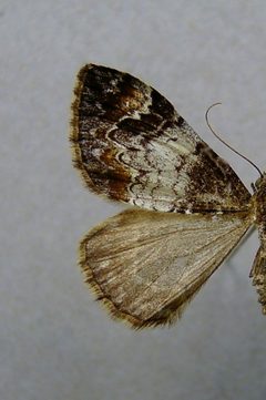Dysstroma truncata by Dumi. Used under a CC BY-SA 3.0 license.