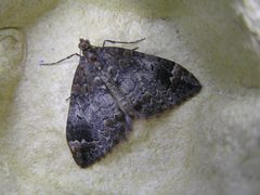 Dysstroma truncata FvL by Fvlamoen. Used under a CC BY-SA 3.0 license.
