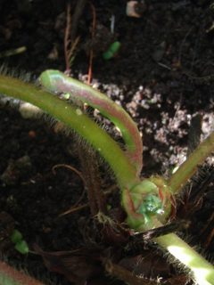 Dysstroma truncata Larva by Notafly. Used under a CC BY-SA 3.0 license.