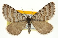 Entephria lynda 01 by BIO Photography Group/CNC, Centre for Biodiversity Genomics. Used under a CC BY 3.0 license.