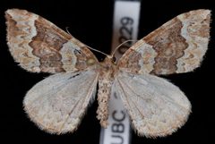 Eulithis destinata by Jeremy deWaard, University of British Columbia. Used under a CC BY 3.0 license.