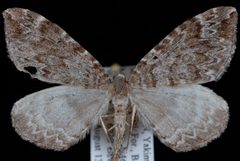 Eulithis destinata1 by Jeremy deWaard, University of British Columbia. Used under a CC BY 3.0 license.