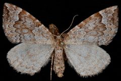 Eulithis destinata2 by Jeremy deWaard, University of British Columbia. Used under a CC BY 3.0 license.