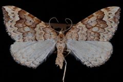 Eulithis destinata3 by Jeremy deWaard, University of British Columbia. Used under a CC BY 3.0 license.