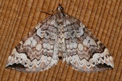 Eulithis destinata 01 by CBG Photography Group, Centre for Biodiversity Genomics. Used under a CC0 license.
