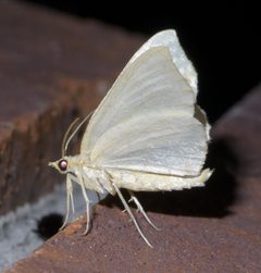 Eulithis P1440443a by 
xpda. Used under a CC BY-SA 4.0 license.