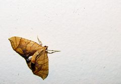 Flickr - Furryscaly - Eulithis sp. by Matt Reinbold from Bismarck, ND, USA. Used under a CC BY-SA 2.0 license.